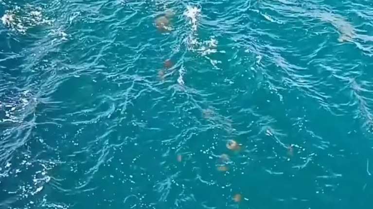 Σπάνιο φαινόμενο στη Χαλκίδα: &quot;Στρατιά&quot; από μέδουσες διασχίζει με ταχύτητα τα νερά [βίντεο]