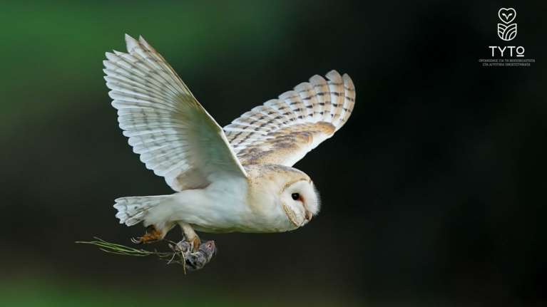 Βόρειο Αιγαίο: Πρωτοποριακό πιλοτικό πρόγραμμα προστασίας της αγροτικής παραγωγής από τα ποντίκια με πρωταγωνιστή την κουκουβάγια Τυτώ
