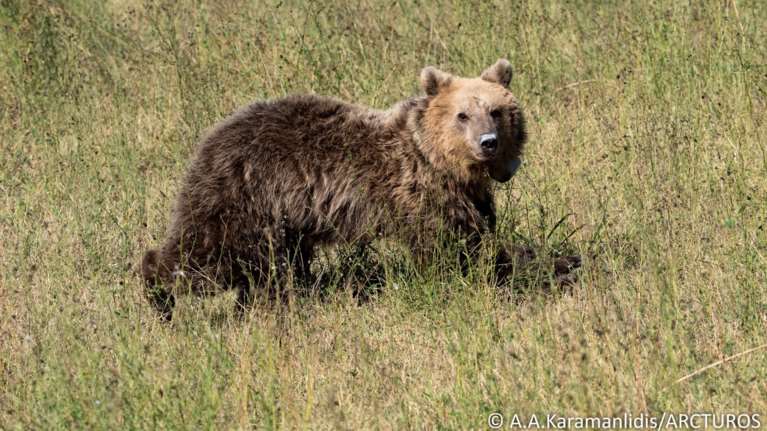 Κοζάνη: Η Γλύκα, η αρκούδα που τραυματίστηκε σε τροχαίο, επέστρεψε ξανά στο δάσος [εικόνες]