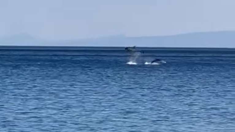 Μαγεία στη Φωκίδα: Παιχνιδιάρικα δελφίνια δίνουν ονειρώδη παράσταση μπροστά σε παραθεριστές [βίντεο]