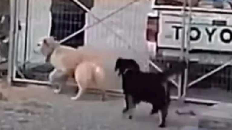 Λήμνος: Εγκατέλειψαν σκύλους στο καταφύγιο ζώων – &quot;Τα πέταξαν σα να ήταν σακούλες σκουπιδιών&quot;