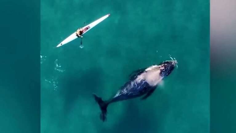 Αυστραλία: Το Drone κατέγραψε φάλαινα να κολυμπά δίπλα σε κανό – Η αντίδραση του κωπηλάτη [βίντεο]