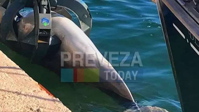 Νεκρό δελφίνι ξεβράστηκε στο λιμάνι της Πρέβεζας