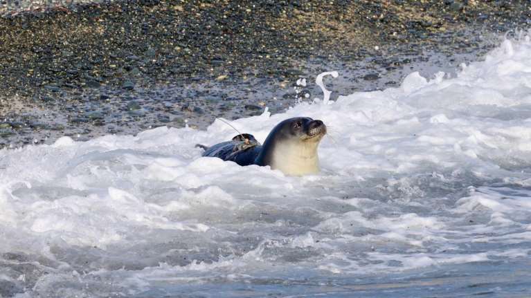 Ημερίδα - Cap St. George’s Hotel &amp; Resort για την προστασία της Μεσογειακής Φώκιας &quot;Monachus Monachus&quot;