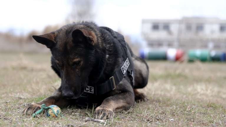 Ορεστιάδα: Μπλόκο σε 53 κιλά κάνναβης με τη βοήθεια του αστυνομικού σκύλου &quot;Μορφέα&quot;