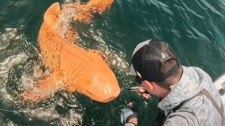 Σπάνιο είδος πορτοκαλί καρχαρία εντοπίστηκε στην Κόστα Ρίκα - Πώς εξηγούνται το χρώμα του και τα λευκά μάτια [βίντεο]