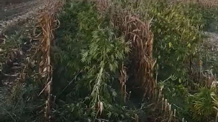 Θήβα: Εντοπίστηκε η μεγαλύτερη χασισοφυτεία στην Ελλάδα - Πάνω από 8.300 δενδρύλλια, κέρδη 15 εκατ. ευρώ ήταν ο στόχος