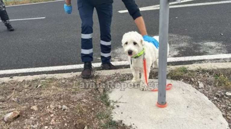 Δυστύχημα στη Λαμία: Το σκυλάκι του άτυχου 54χρονου ανησυχεί και κλαίει - Τον περιμένει στο σημείο του τροχαίου