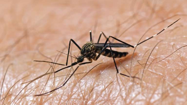 Ιός Δυτικού Νείλου: 12 θάνατοι από τις αρχές του χρόνου, δύο την τελευταία εβδομάδα - Πού καταγράφονται τα κρούσματα