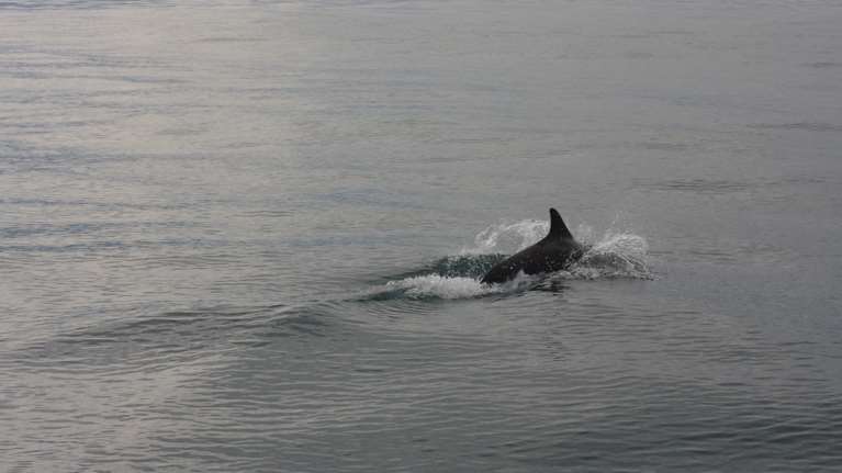 Δελφίνι στην ακτή του Ρίου: Το βοήθησαν λουόμενοι να επιστρέψει στα βαθιά [βίντεο]