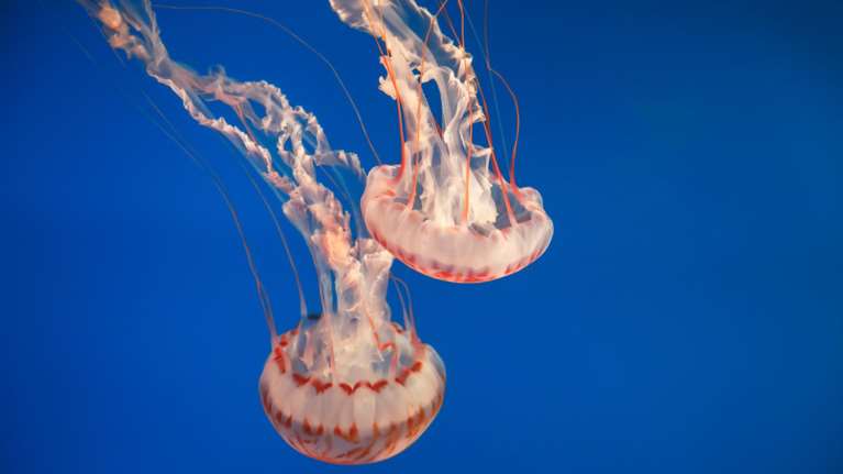 Μωβ μέδουσα: Σε αυτές τις θάλασσες έχει εμφανιστεί - Δείτε τον χάρτη