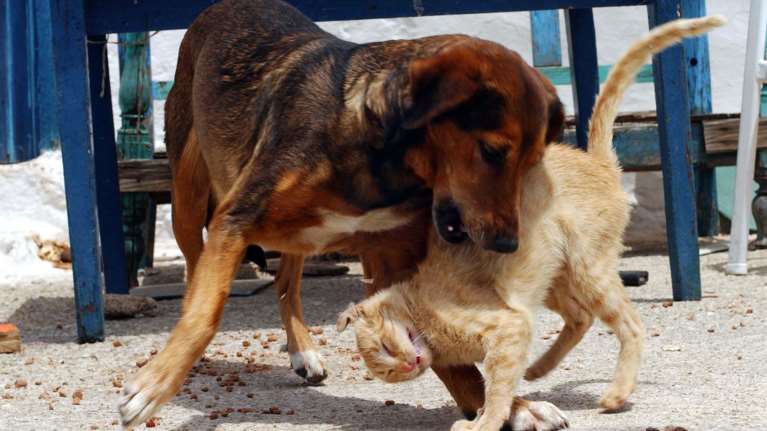 Θεσσαλονίκη: Συνελήφθη 47χρονος που είχε δεμένα με αλυσίδα 14 σκυλιά και μια γάτα σε κλουβί