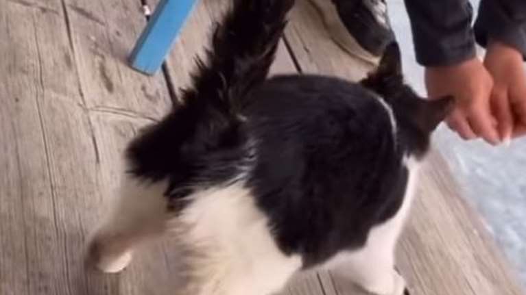 Παρέμβαση Θεοδωρικάκου για το περιστατικό στην Αιδηψό: Ζήτησε να βρεθεί ο δράστης που κλώτσησε το γατάκι