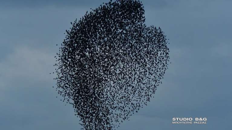 Εντυπωσιακό σόου στον ουρανό του Ναυπλίου από αμέτρητα ψαρόνια [εικόνες και βίντεο]