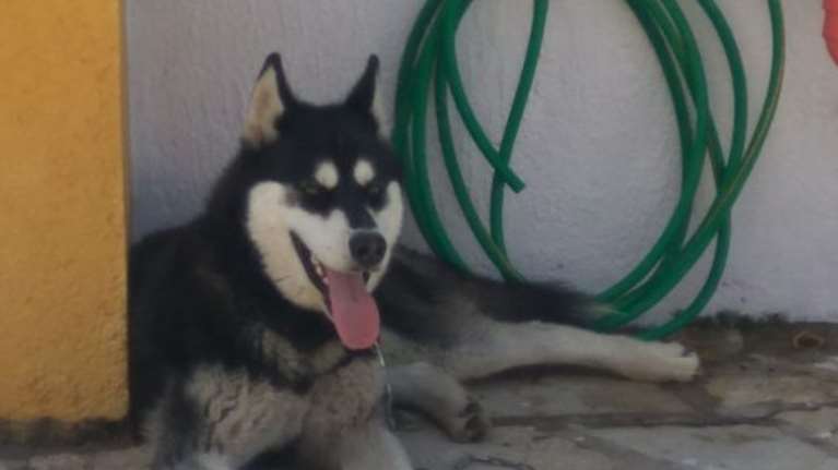 Αράχωβα: Η εκπρόσωπος της ΕΛ.ΑΣ. για τον θάνατο του Ολιβερ: Καταθέσεις και βίντεο δεν &quot;δείχνουν&quot; υπεύθυνο άνθρωπο, αλλά...