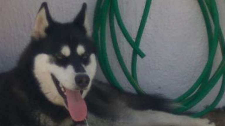 Αράχωβα: Στον εισαγγελέα η δικογραφία για τον βασανιστικό θάνατο του Ολιβερ - Τι δείχνει η νέα πραγματογνωμοσύνη για την κακοποίηση