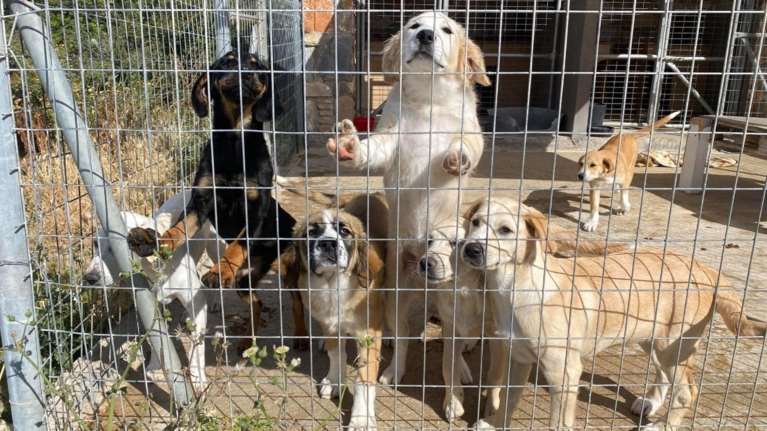 O Δήμος Πάρου εξακολουθεί να μην στηρίζει τον σύλλογο PAWS - Δεν έχει δώσει ούτε ένα ευρώ για τα αδέσποτα