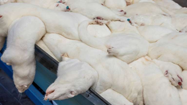 Κορονοϊός: Θανατώνονται 2.500 βιζόν στην Κοζάνη - Θα ταφούν σε βάθος άνω των 4 μέτρων