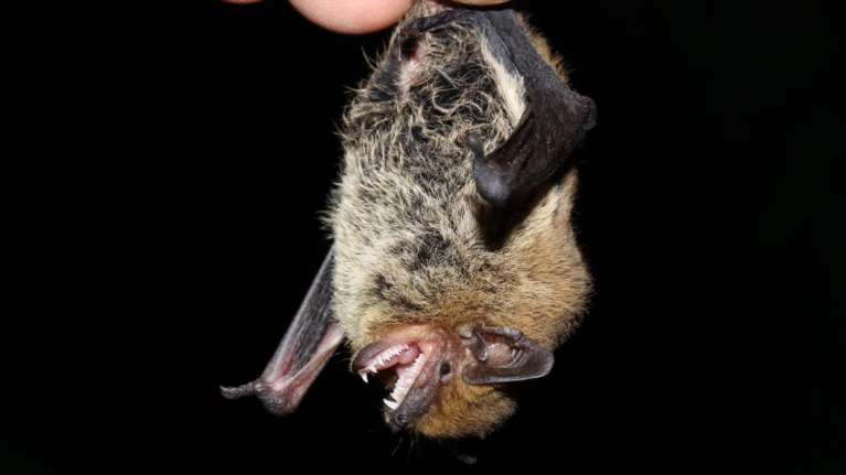 Αγγελοχώρι Θεσσαλονίκης: Βραδιά γνωριμίας με τις...νυχτερίδες