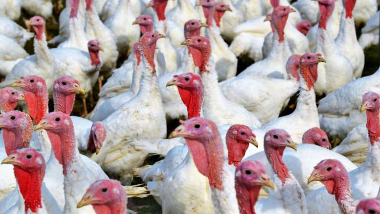 Βρετανία: Απειλείται η γαλοπούλα των Χριστουγέννων λόγω μαζικής απώλειας εργατικών χεριών