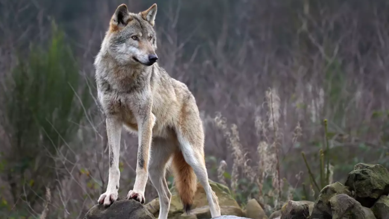 Χαλκιδική: Γιατί ο λύκος επιτέθηκε στο κοριτσάκι - Τι τον οδήγησε να αφήσει το δάσος και να κατεβεί στην παραλία