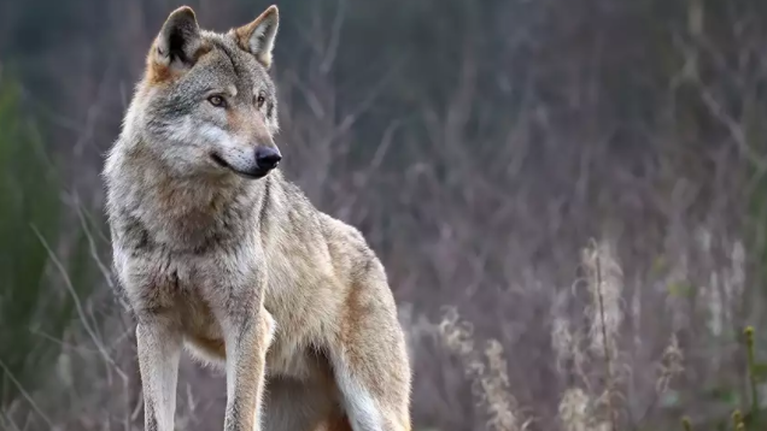 Ανησυχία στον Διόνυσο: Άγρια επίθεση σε σκύλο - &quot;Ίσως έγινε από λύκο&quot; εκτιμά το Δασαρχείο [Εικόνες]