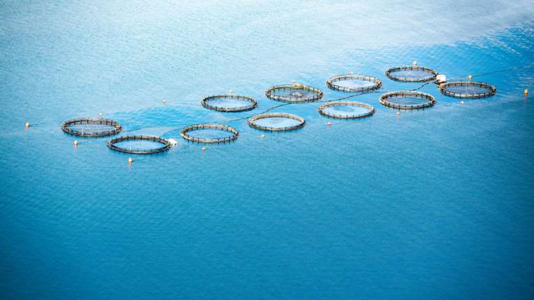 Ιχθυοκαλλιέργεια: Η πλέον βιώσιμη λύση για την προστασία του πλούτου των θαλασσών