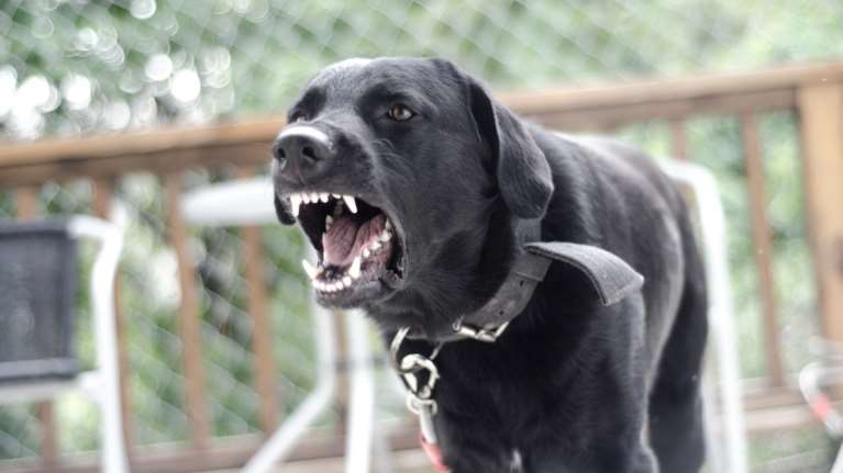 Θεσσαλονίκη: Σκύλος επιτέθηκε και τραυμάτισε δυο ανήλικους – Συνελήφθη η 68χρονη ιδιοκτήτρια