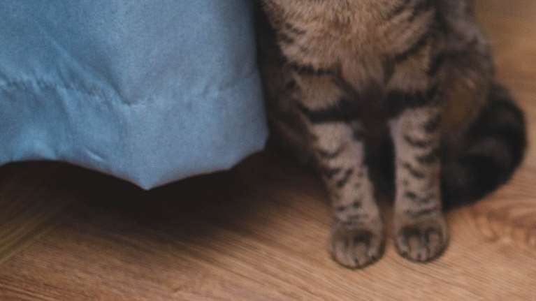 Θεσσαλονίκη: Παρέμβαση εισαγγελέα για το γατάκι που βρέθηκε νεκρό με ακρωτηριασμένα πόδια