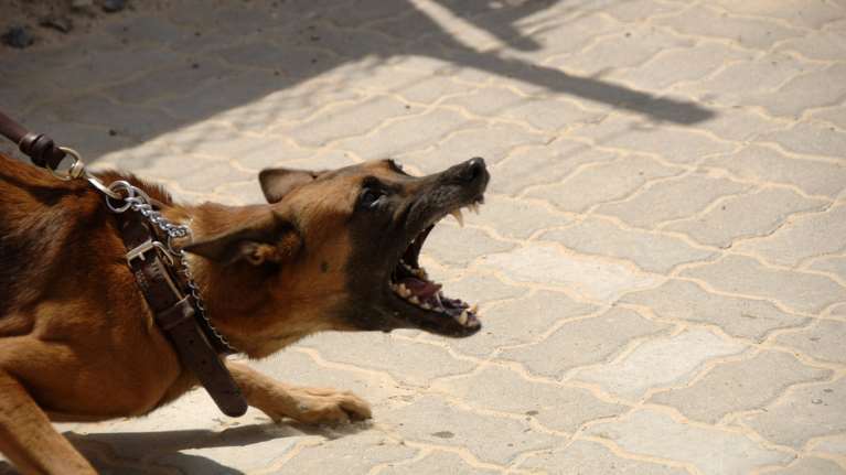 Βόλος: Αδέσποτος σκύλος επιτέθηκε σε 83χρονο και τον έστειλε στο νοσοκομείο