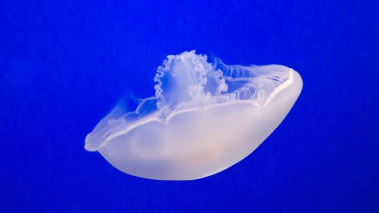 Μωβ μέδουσα στις ελληνικές θάλασσες: Έξαρση και το φετινό καλοκαίρι - Τι να κάνετε εάν σας τσιμπήσει