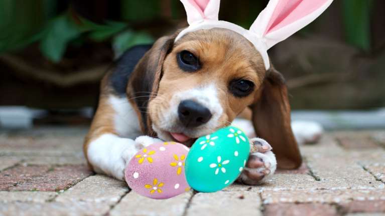 Μεγάλη προσοχή στη διατροφή των ζώων το Πάσχα - Ποιες τροφές ισοδυναμούν με σοβαρές περιπέτειες