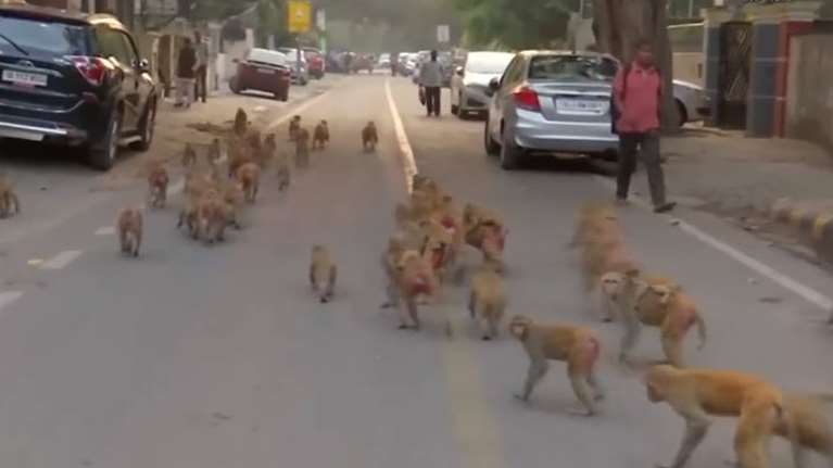 Απίστευτο:  Συναγερμός στην Ινδία από αγέλη πιθήκων που έκλεψε δείγματα αίματος ασθενών με κορονοϊό!