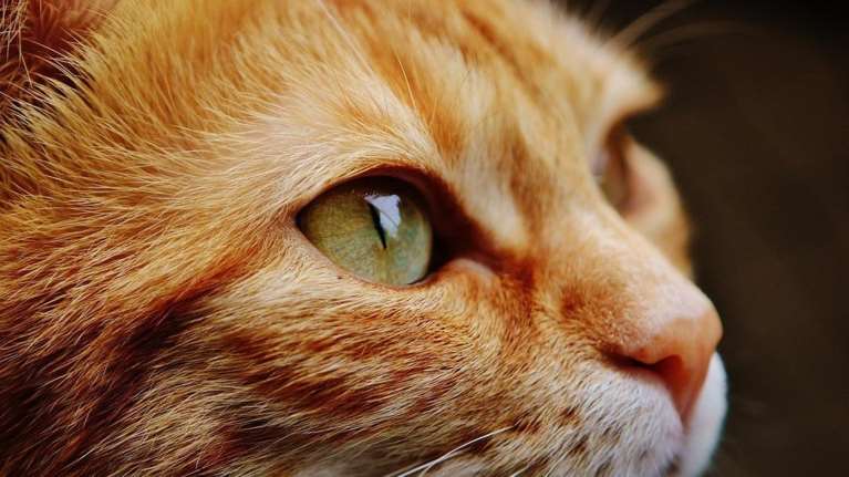 Ρέθυμνο: Ασυνείδητος πυροβολεί και τραυματίζει γάτες με αεροβόλο