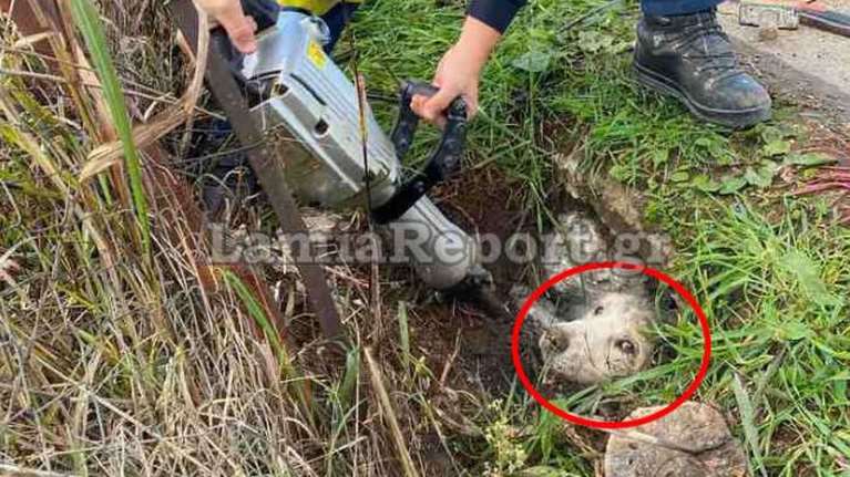 Λαμία: Πυροσβέστης έσωσε τον σκύλο του που ήταν παγιδευμένος τρεις μέρες σε τσιμεντένιο σωλήνα [εικόνες]