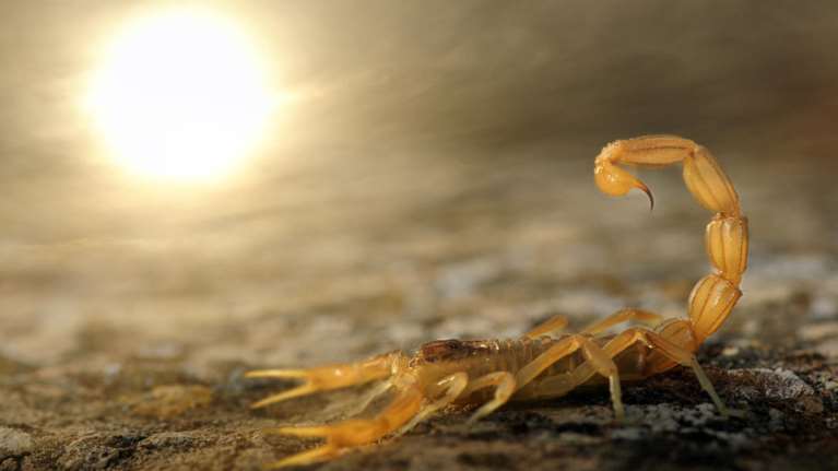 Αίγυπτος: 3 νεκροί και 450 τραυματίες από τσιμπήματα σκορπιών - Οι πλημμύρες τους έβγαλαν από τις κρυψώνες τους