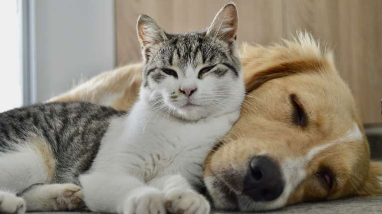 Θεσσαλονίκη: Συνελήφθη 53χρονη που είχε σπίτι της 153 σκύλους και γάτες σε άθλιες συνθήκες