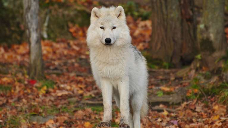 Θεσσαλονίκη: Λύκοι κατασπάραξαν κυνηγόσκυλο - Καταγγελίες για λύκους &quot;υβρίδια&quot; [βίντεο]