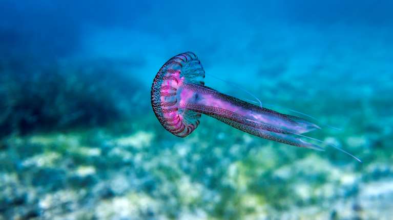 Επανεμφανίστηκαν οι μωβ μέδουσες στις ελληνικές θάλασσες: Πού εντοπίστηκαν ήδη και πού αναμένονται