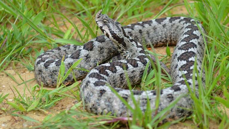 Λάρισα: Οχιά δάγκωσε γυναίκα μέσα στο σπίτι της - Προσπάθησε να προστατέψει την 2χρονη εγγονή της