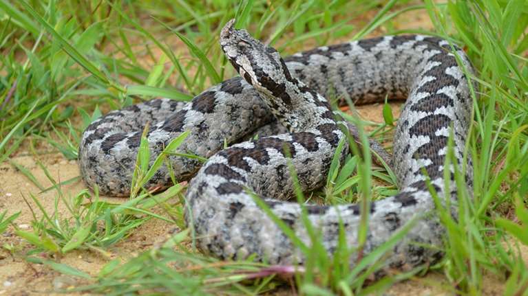 WWF: Από ποια δηλητηριώδη φίδια κινδυνεύουμε στην Ελλάδα - Τι ισχύει για το δάγκωμα της οχιάς