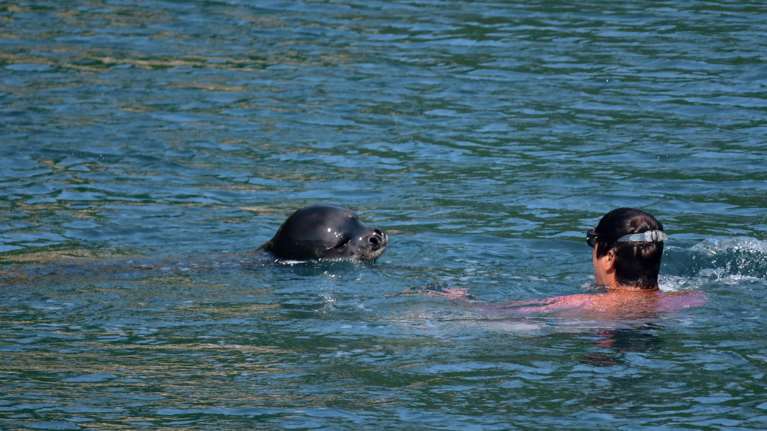 Αλόννησος: Φώκια μονάχους- μονάχους επιτέθηκε σε λουόμενο