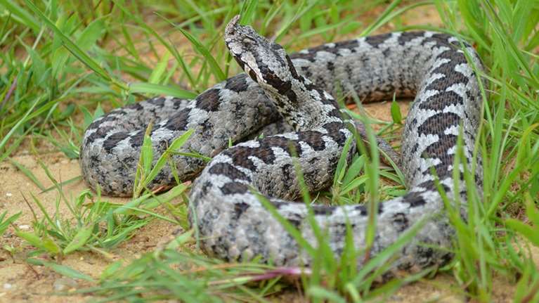 Βόλος: Στο νοσοκομείο 4χρονη μετά από δάγκωμα οχιάς