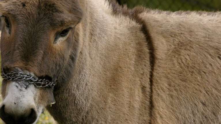 "Ήταν ατύχημα": Επιμένει ο πρώην αντιδήμαρχος Ζίτσας για το γαϊδουράκι - Σκουπιδότοπος η φάρμα του [βίντεο]