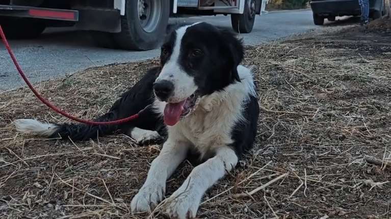 Φωτιά στο Πικέρμι: Αγωνιώδης έκκληση κοπέλας για τον χαμένο σκύλο της, τον Τζακ [βίντεο]