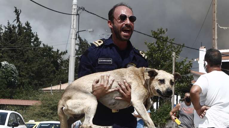 Δραματικές ώρες με τη φωτιά στην Πάρνηθα: Καίγονται σπίτια, εκκενώνονται οικισμοί και η Αμυγδαλέζα - Αγνοείται 77χρονος