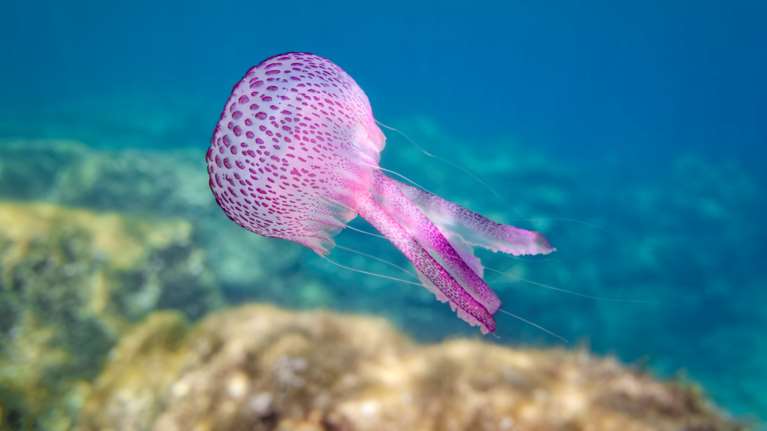 Μωβ μέδουσες: Τι κάνουμε αν μας τσιμπήσει και τι πρέπει να έχουμε μαζί μας για πρώτες βοήθειες