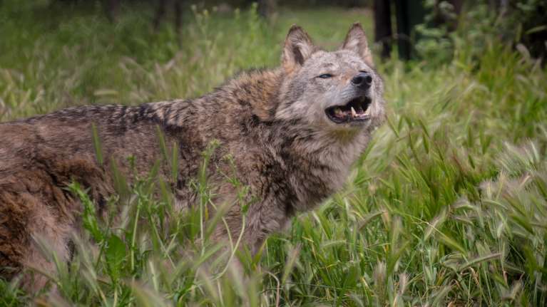 Απόφαση της Εισαγγελίας Αθηνών: Να απομακρυνθούν άμεσα οι λύκοι από την Πάρνηθα για να προστατευθούν τα κόκκινα ελάφια