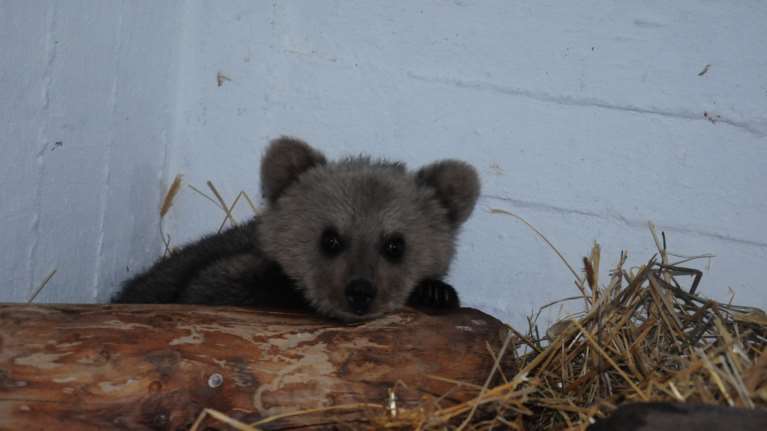 Ο Αρκτούρος έσωσε τον Θωμά: Το πανέμορφο αρκουδάκι είναι μικρότερο από παιδικό παιχνίδι [Εικόνες]