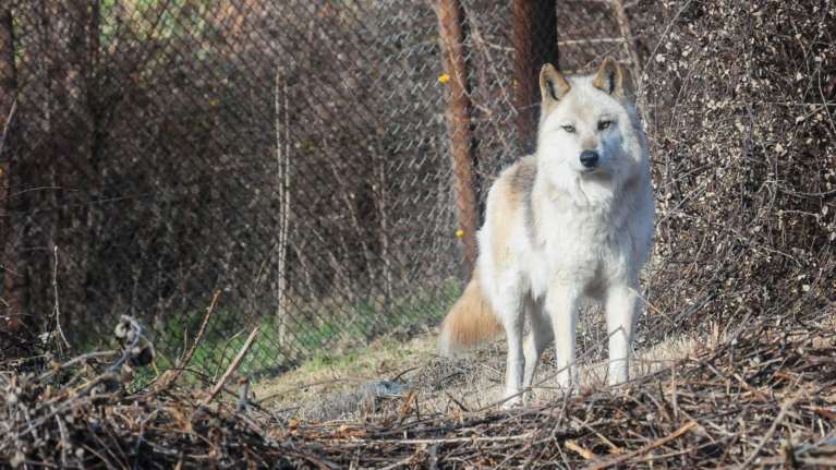 Οι περιβαλλοντολόγοι προειδοποιούν για τους λύκους στην Πάρνηθα- Μετά την επίθεση σε οικογένεια, άρπαξε τον σκύλο